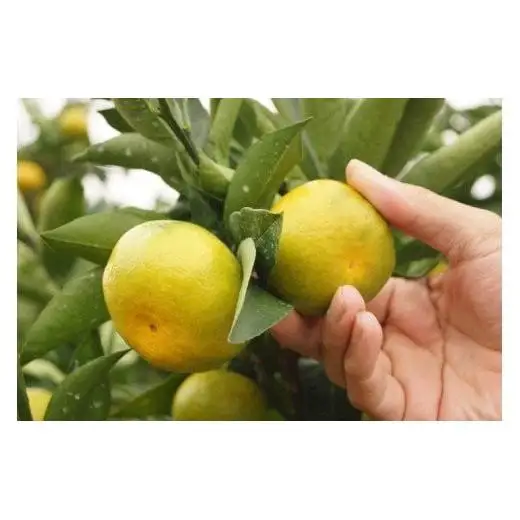 【先行予約】極早生みかん「南国の陽蜜・陽宝」5kg 糖度12度以上＜2-6a＞