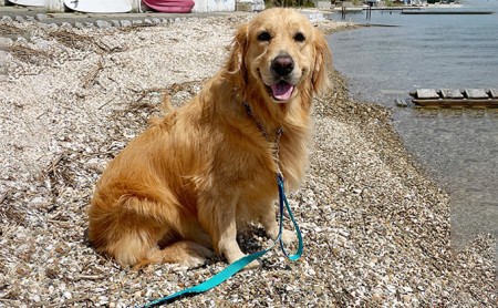 【大型犬用・Lサイズ】 ハーフチョークカラーとリードのセット（ アロハブルー） 雑貨 日用品 ペット用品 