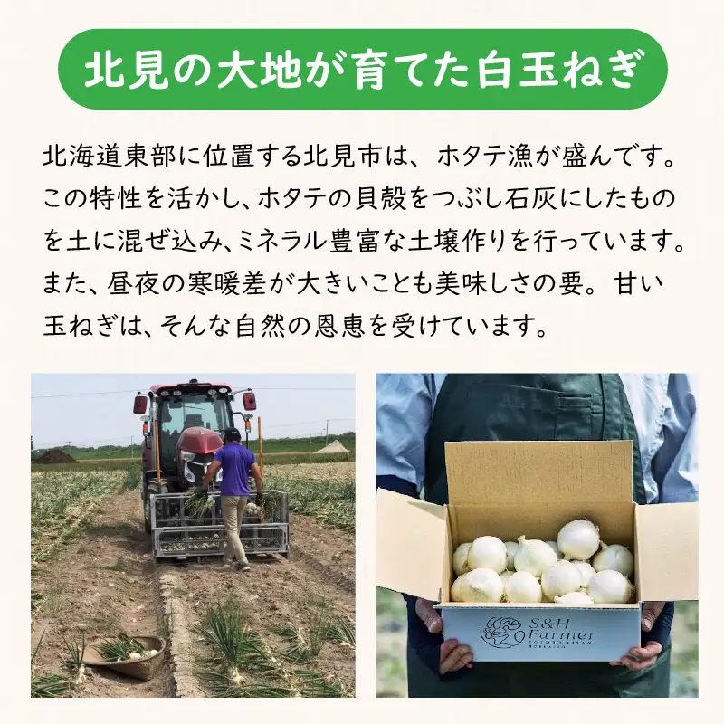 【予約：2026年7月中旬から順次発送】ところの白玉ねぎ 3kg ( 玉ねぎ タマネギ 玉葱 野菜 白玉ねぎ 3キロ 期間限定 辛みが少ない 生食 )【121-0003-2026】