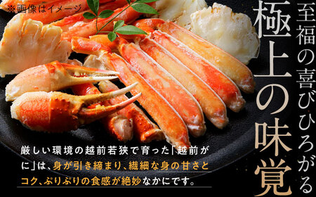 【先行予約/11月7日より順次発送】朝ゆで 越前がに 1杯　【800g】 / ずわいがに 蟹 ズワイガニ 小浜市 / 小浜海産物 【配送不可地域：北海道・沖縄・離島】 [BFAA002] 
