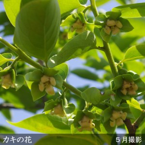 カキ (甘柿) 4L富有(ふゆう) 3年生 苗木 ＜すだ農園＞