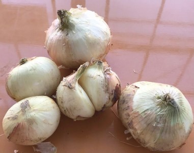 (2027年発送)訳あり 新玉ねぎ 定期便 5kg×4回　生がおいしい 神重農産のブランド玉ねぎ「旬玉」 ブランド玉ねぎ 玉ねぎ 新玉ねぎ 国産 愛知県産 野菜 やさい 農家直送 畑直送 旬 たまねぎ 先行予約 旬 特産 高評価 高リピート 人気 H105-188