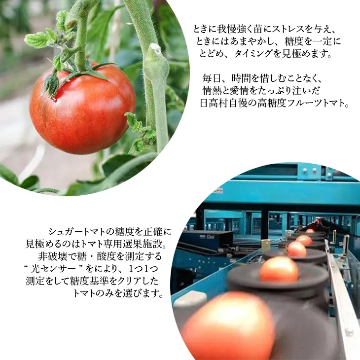 【先行予約・2026年12月】シュガートマト フルーツトマト 高糖度トマト 1kg（糖度8度以上）｜高知県産 甘い トマト ビアンコ