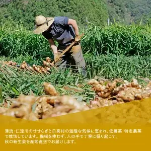 【先行予約・11月発送】 新生姜 2kg 高知県産 農家直送 期間限定 秋限定 旬 しょうが