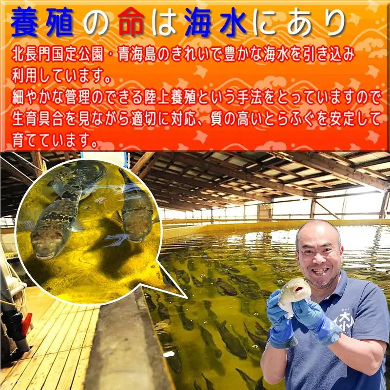 ふぐセット 1-2人前【ふぐ刺し ふぐ刺身 フグ 刺身 ふぐ 河豚 冷凍 とらふぐ あら ひれ酒 堪能 ぽん酢 もみじおろし 付き 40g ふぐ皮 40g あら 300g 干しひれ 2枚 配送日指定】(1103) 