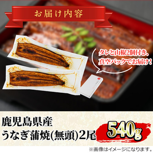 【ふるなびWEEK対象】＜数量限定・メガサイズ＞「養鰻業者応援」 うなぎ 蒲焼 (無頭)(2尾・計約540g・タレ、山椒付) 高級 ウナギ 鰻 国産 たれ 鹿児島 ふるさと 人気【アクアおおすみ】【0154355a】