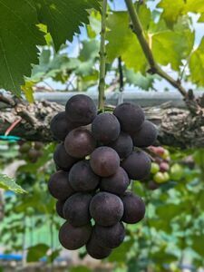 Y2　ぶどう の詰め合わせ　約2kg（8月中旬以降順次発送）　【 ブドウ 葡萄 詰め合わせ セット 贈答 藤稔 紫玉 ピオーネ シャインマスカット ギフト 自宅用 】