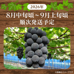  紀州有田産 ブラックオリンピア (ハチミツぶどう) 2kg 【ぶどう ブドウ 葡萄 グレープ フルーツ 国産】_G7088
