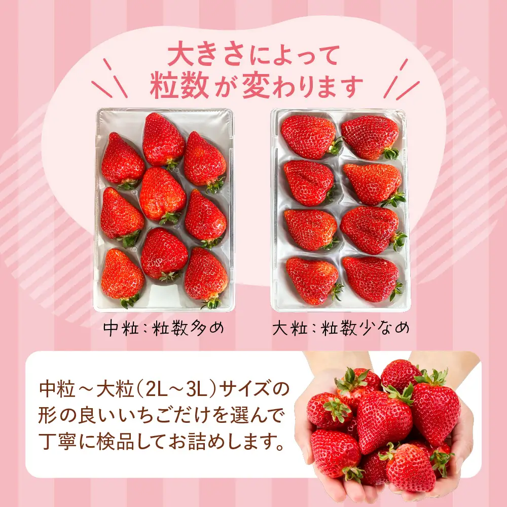 【先行予約】プレミアムオーガニックあまおう 「いせいちご」 スペシャルギフト _HA0480 | いちご あまおう