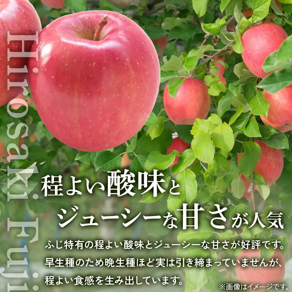 【26年10月発送】りんご ひろさきふじ 葉とらず【上級品】約5kg 贈答用 青森県 弘前市 果物 フルーツ 林檎 リンゴ くだもの ギフト 贈り物