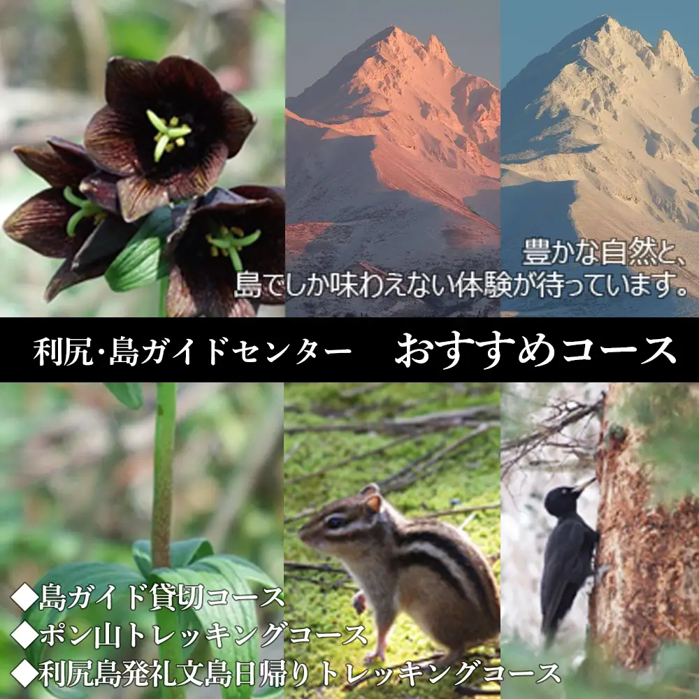 利尻島で体験しよう！自然ガイドツアー補助券（6000円）