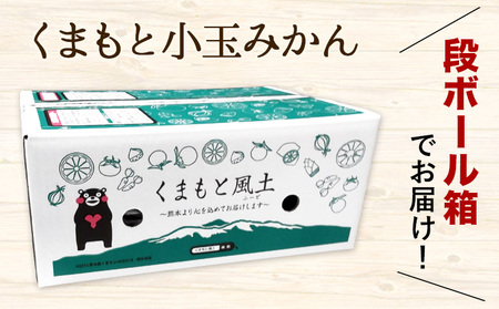 訳あり くまもと小玉みかん 約10kg みかん 熊本