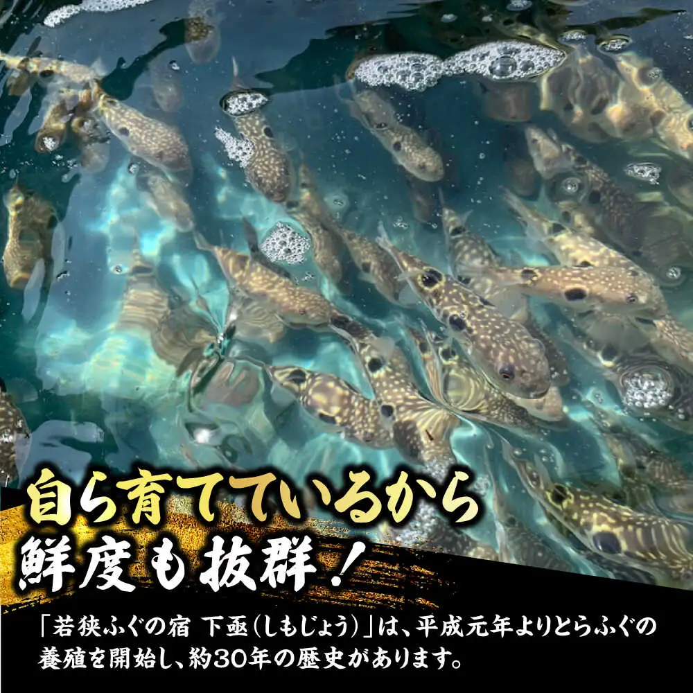 若狭ふぐ 極上セット 焼きふぐ付き 4人前 小浜市 / 若狭ふぐの宿 下亟 【配送不可地域：北海道・沖縄・離島】[BFAF021] ふぐ