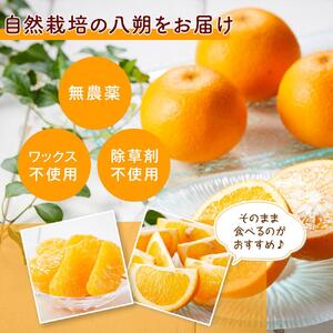 自然栽培歴　60年以上　はっさく・紅八朔　6kg