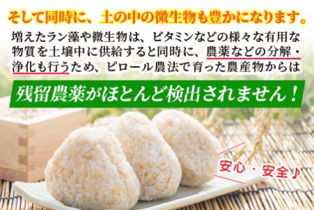 【令和7年産】弱アルカリ性のピロール米 こしひかり 玄米 5kg [A-009002]