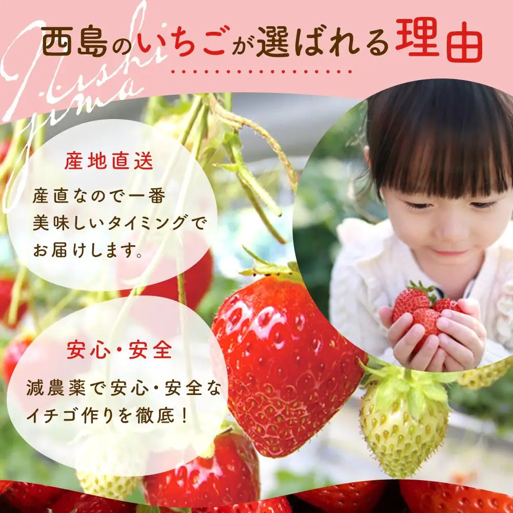 【先行予約】いちご 700g フルーツ イチゴ 西島園芸団地