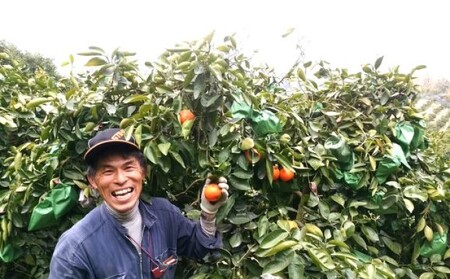 セミノール 特選33玉 Lサイズ 約5kg 果物類 柑橘類 フルーツ みかん ミカン
