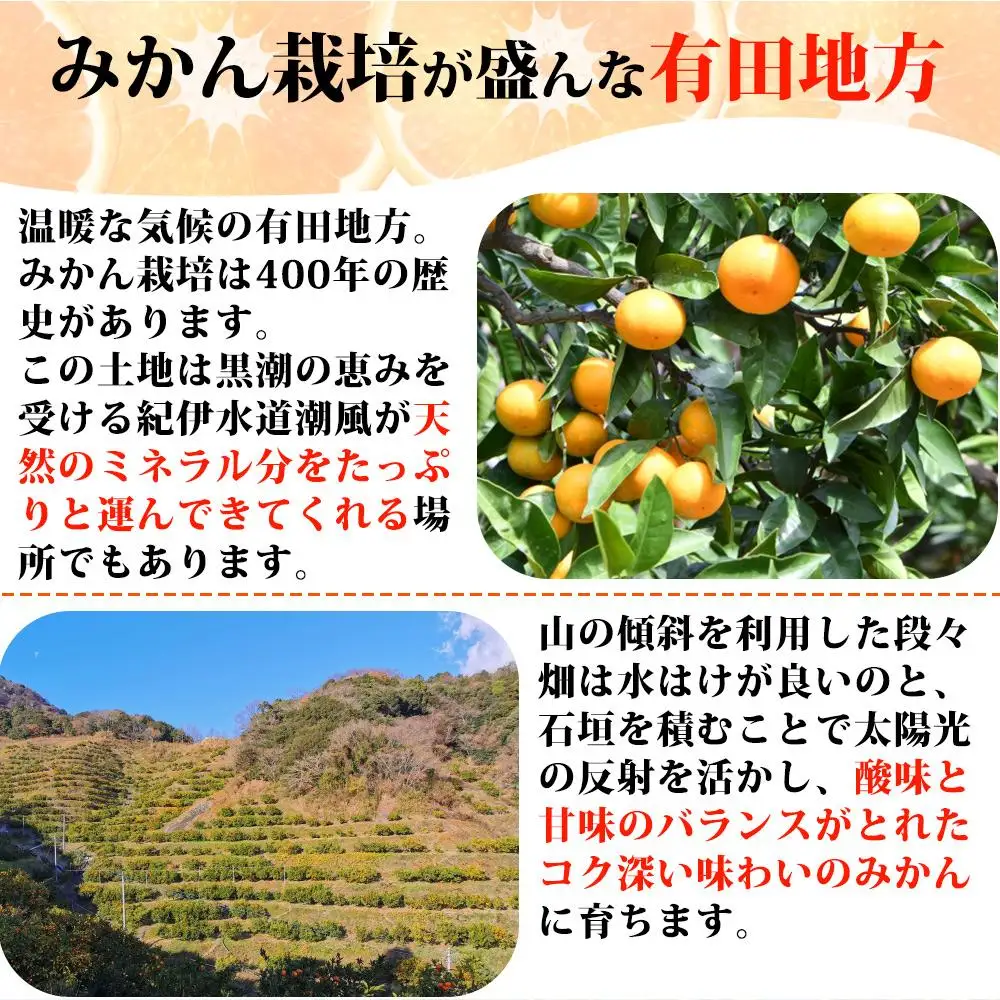 ［ご家庭用訳アリ］紀州有田産清見オレンジ　7.5kg［2027年3月下旬以降発送］［先行予約］［UT54］