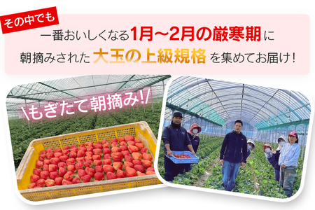 朝摘みあまおう 贈答用 800g ※2026年1月～2月中順次出荷予定 BD01