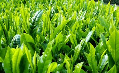 特選有機宇治茶3本詰合せ (煎茶 玉露 緑茶 オーガニック 茶筒