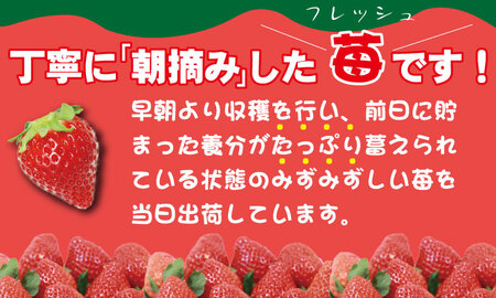 【先行予約（１月から順次出荷】さがほのか（280ｇ×３パック）（ふるかわ農園）  B110-027