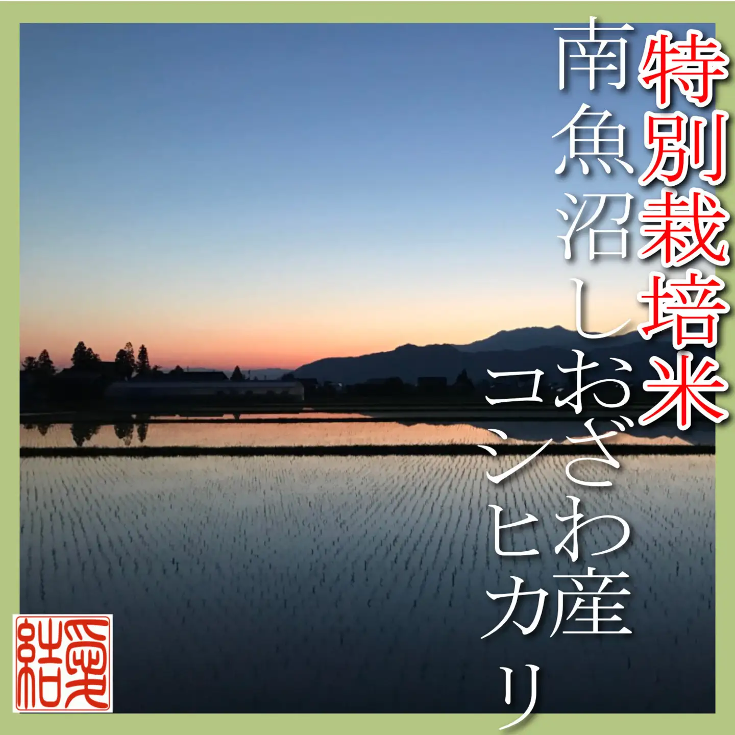 【令和7年産】【定期便5Kg×12ヶ月】【特別栽培米】 契約生産者限定  南魚沼しおざわ産コシヒカリ【定期便 銘柄米 ブランド米 精米 こしひかり コシヒカリ 魚沼産 新潟米 産地直送 お米 米 こめ コメ ご飯 御飯 ごはん】