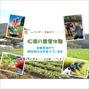 農漁村体験の聖地「松浦党の里」旬の野菜とお米(3kg)セット【119-0001】
