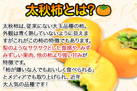 50年以上の歴史を持つ『ハヤトファーム』の太秋柿! 約2.5kg～3kg 5-8玉前後 《10月上旬-10月末頃出荷》