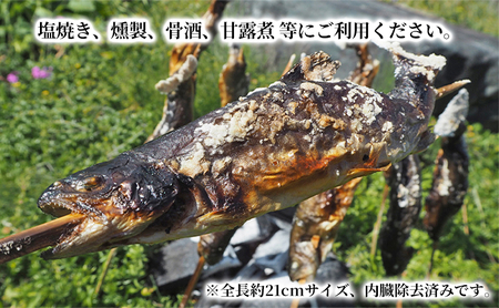 魚沼の岩魚（イワナ）冷凍10尾入り 魚貝類 川魚 