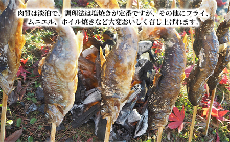 魚沼の山女（ヤマメ）冷凍10尾入り 魚貝類 川魚 