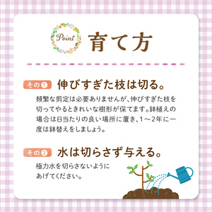 チーム田主丸『我が家の果樹園』シリーズ 【ビルベリー】_ビルベリー 苗木 鉢径 6号 サイズ 50cm位 チーム田主丸 我が家の果樹園 シリーズ 結実年数 1年目安 アントシアニン豊富 生食 ジュース ジャム 果実 フルーツ 福岡県 久留米市 お取り寄せ 送料無料 〔Hf020〕