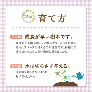 チーム田主丸『我が家の緑樹』シリーズ 【シマトネリコ】_シマトネリコ 鉢径 7号 高さ 約100cm チーム田主丸 緑のある暮らし 我が家の緑樹 シリーズ 鉢入り 庭植え 鉢植え 存在感 シンボルツリー 常緑樹 人気 植物 お取り寄せ 福岡県 久留米市 インテリア 送料無料 〔Hf021〕