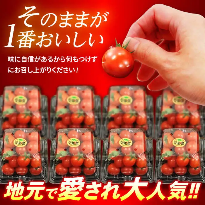 【先行予約※2026年11月より発送】愛果菜ミニトマト9P×2セット / ミニトマト プチトマト トマト とまと 野菜 / 諫早市 / 愛菜ファーム株式会社  [AHAK002]