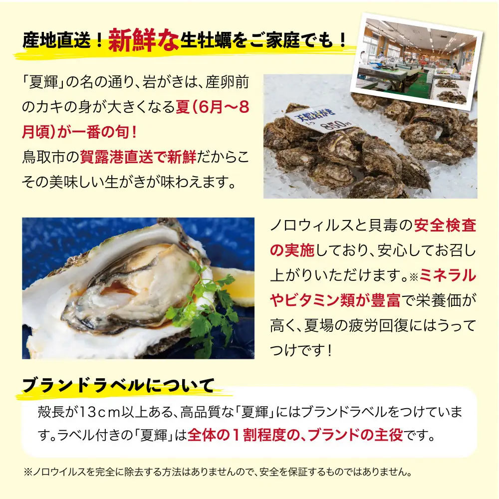 鳥取賀露港 天然岩がき「夏輝」セット【かねまさ・浜下商店】