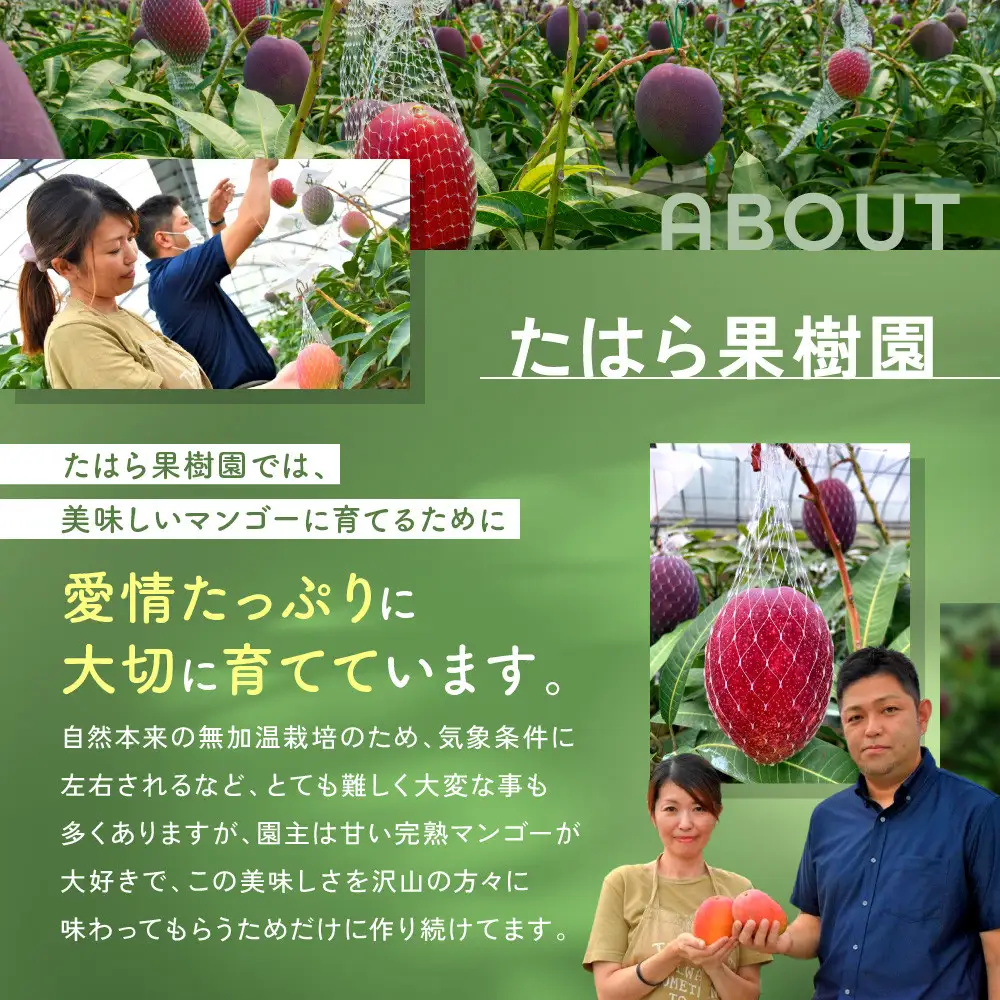 【2026年 先行予約】奄美完熟マンゴー 化粧箱 約2kg(4～6玉入り) 農家直送！
