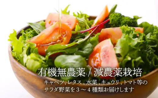 【全6回定期便】サラダ野菜×ミートソース /ヒロファミリーフーズ[AGBX030] 野菜 サラダ