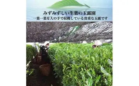 自社製造の深蒸しの八女茶！高級玉露入り煎茶70g入り　008-036