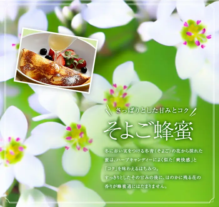 かの蜂 国産蜂蜜 4種セット とんがりプラ容器 2kg（500g×4） はちみつ 福岡県 八女市 024-064
