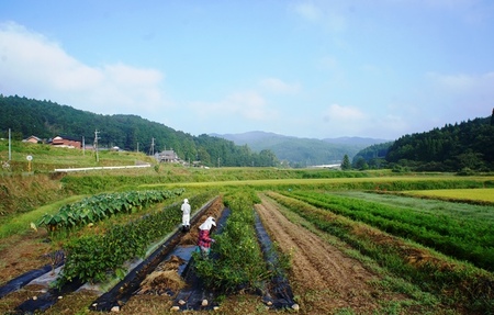 まるかの無農薬野菜詰合せ M_1877R