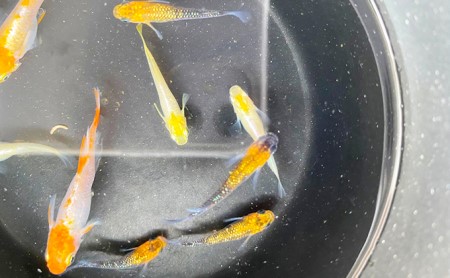 菊まるめだかの【超美人めだか３種セット】計24匹 生き物 メダカ お魚 ペット 