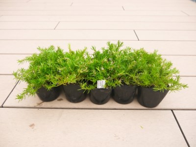 BS151_ シバザクラ　ダニエル10個 花 苗 植物 家庭菜園 花壇 プランター ガーデニング 芝桜