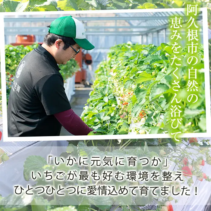 ＜先行予約受付中！2027年1月以降順次発送予定＞農園ガーデン空産いちご 恋みのりセット(計1.1kg・280g×4P)国産 イチゴ 苺 フルーツ 果物【農園ガーデン空】akn026-02