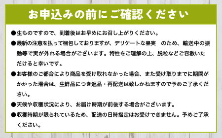 【早期予約】訳あり シャインマスカット 約1kg 樹熟 粒 7パック｜ 樹熟 粒 7パック 富山県産 マスカット ぶどう ブドウ 葡萄 ※北海道・沖縄・離島への配送不可 ※2026年10月～発送