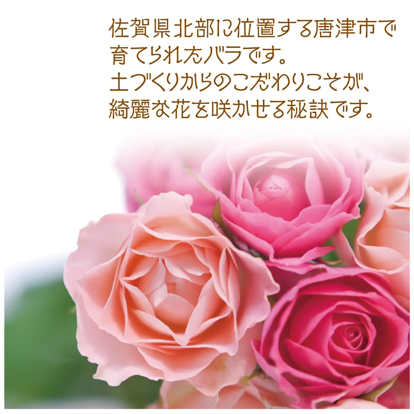 バラ(薔薇)の花束 イロドリ15本入り