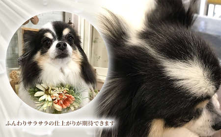犬用シャンプーセット アーユルニーム プロテインミスト 犬用シャンプーセット【各200ml】