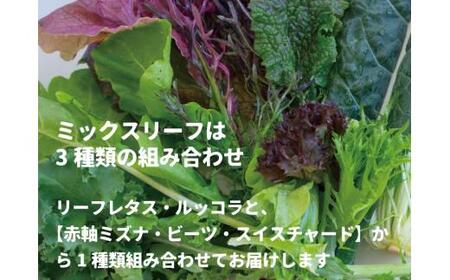 【 6ヶ月 定期便 】飛騨の新鮮モッツァレラ＆フレッシュ野菜 セット 6回お届け モッツァレラチーズ DF101