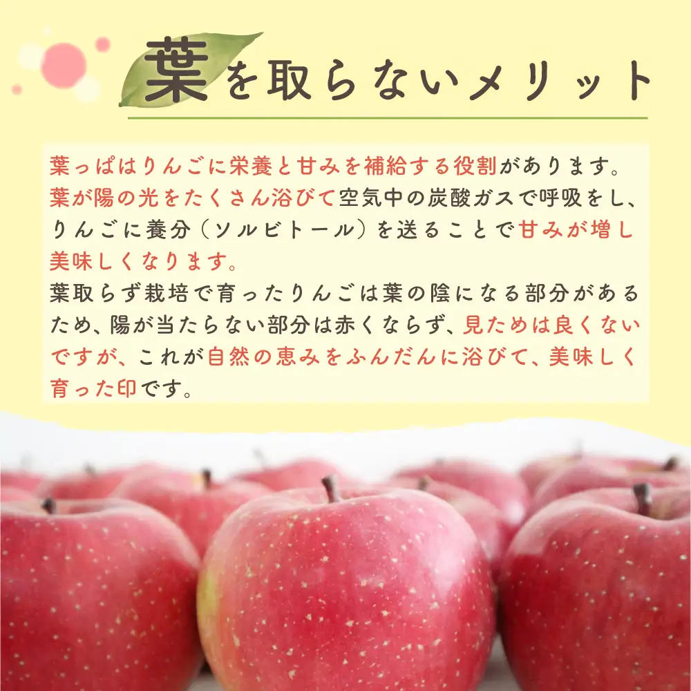 【2027年3月下旬発送】りんご 葉取らずサンふじ 10kg 程度 青森りんご