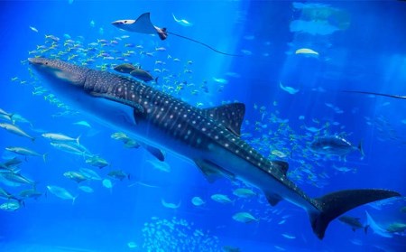 もとぶ町まるごと【宿泊】プラン　1泊2食ペア（美ら海水族館・アセローラ体験）