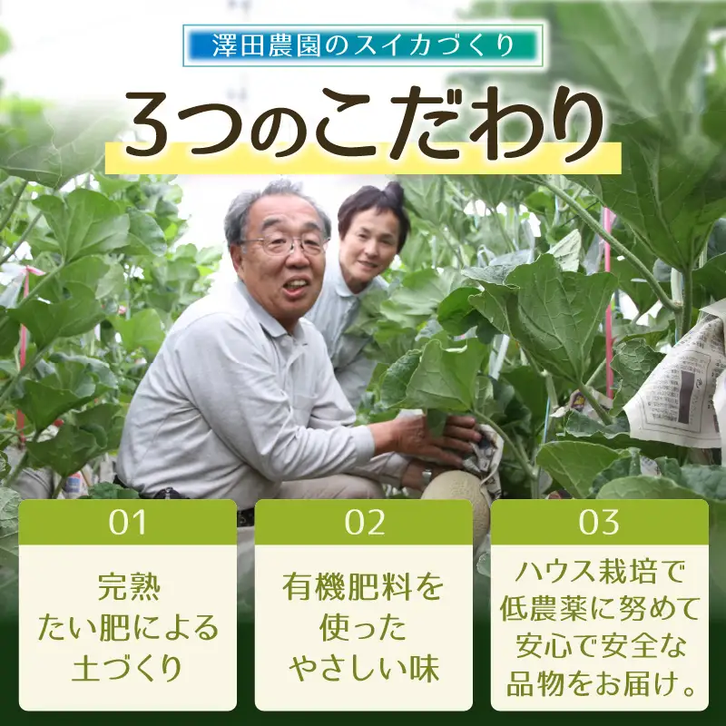 【先行予約】アムスメロン（1.3kg以上 2玉入) とろけるような果肉が絶品！／ あわら 期間限定 果物 フルーツ 産地直送 青肉 人気 ※2027年6月下旬より順次発送 [aw039-a018]