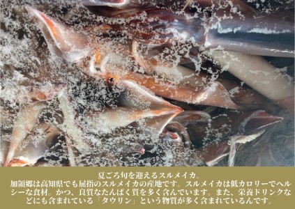 イカの一日干し５枚 スルメイカ 